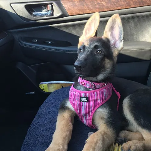 A dog with a harness sitting in the passenger seat of a car